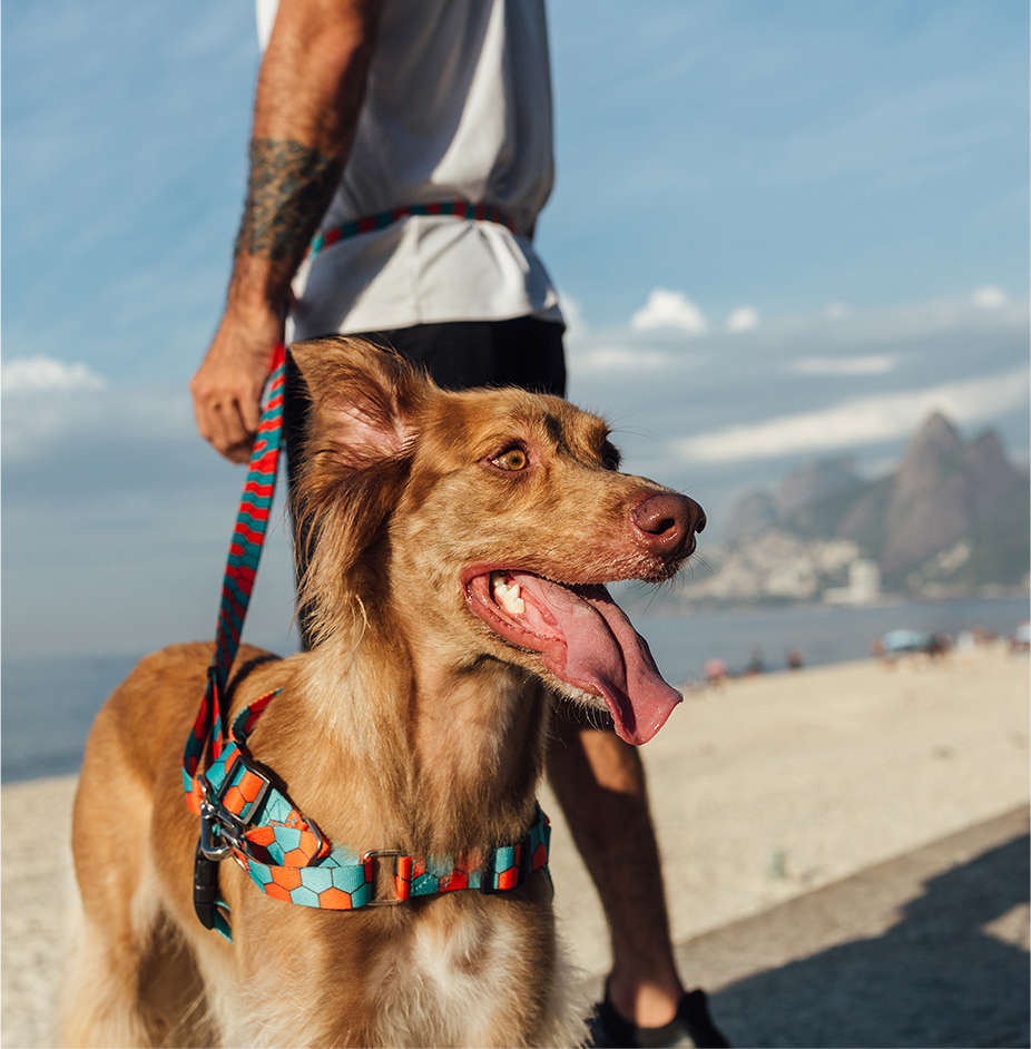 Peitoral Antipuxão Honey para Cães - Tam. P