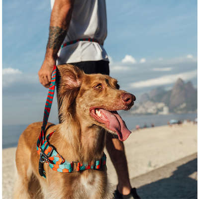 Peitoral Antipuxão Honey para Cães