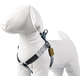 Peitoral William Piuí Turquesa para Cães