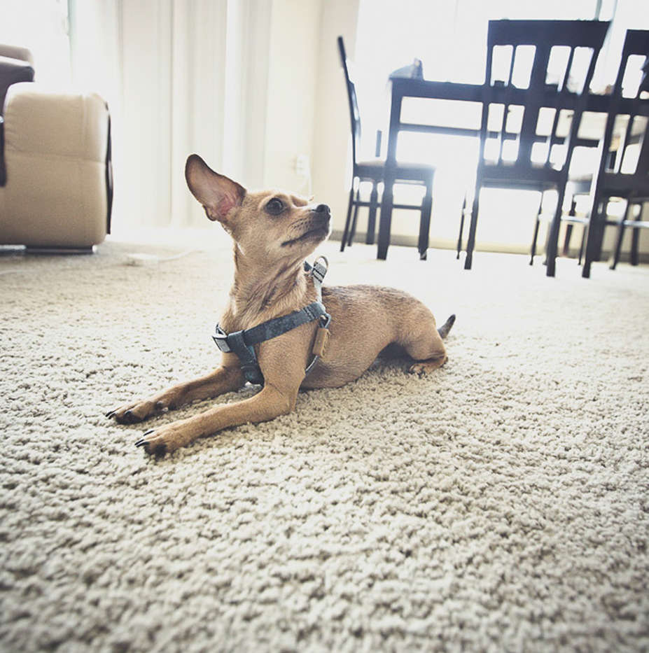 Peitoral William Piuí Turquesa para Cães - Tam. G