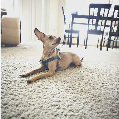 Peitoral William Piuí Turquesa para Cães