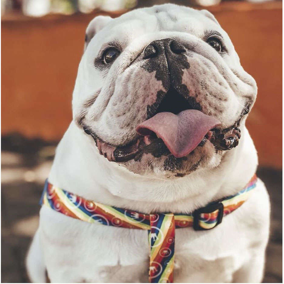 Peitoral Free para Cães - Tam. G
