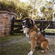 Peitoral Mystic Jungle para Cães