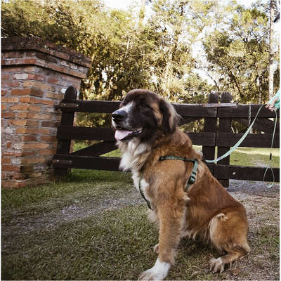 Peitoral Mystic Jungle para Cães