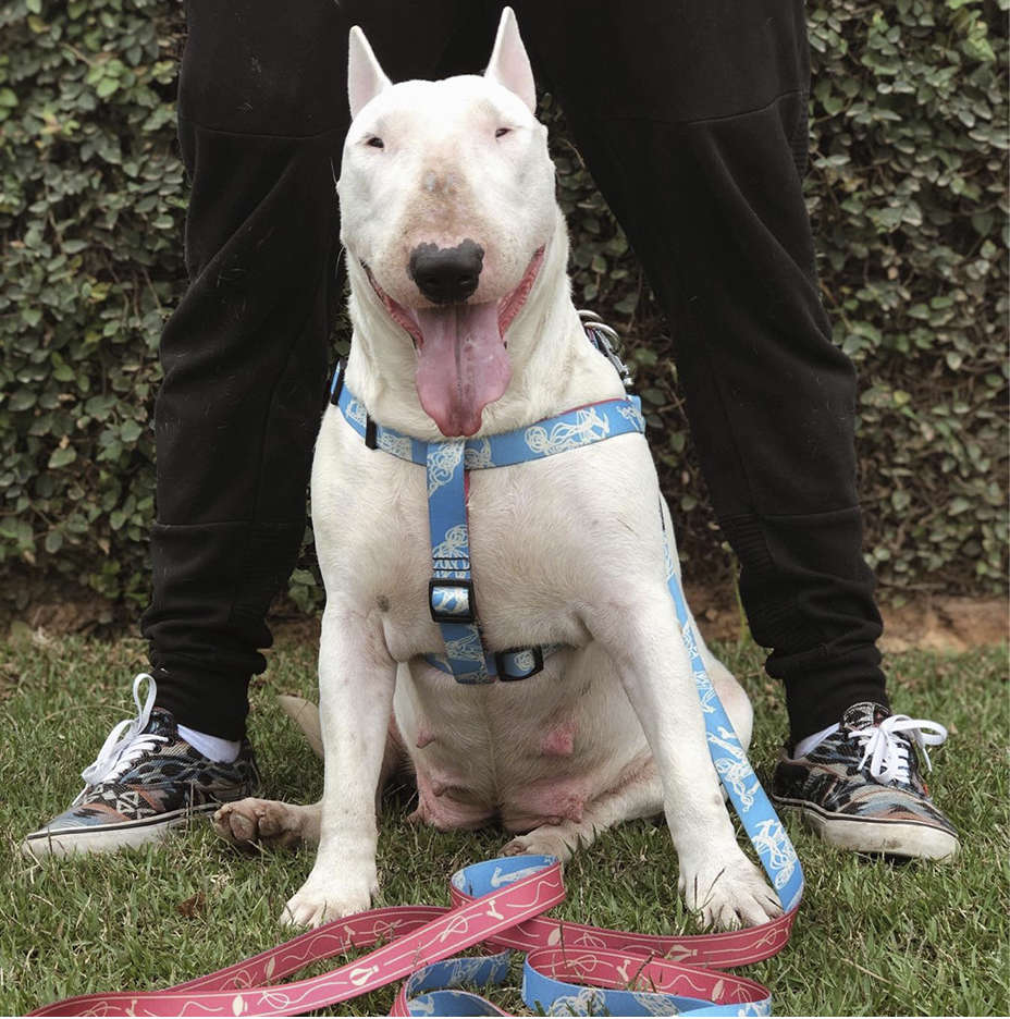 Peitoral Voos de Liberdade para Cães - Tam. G