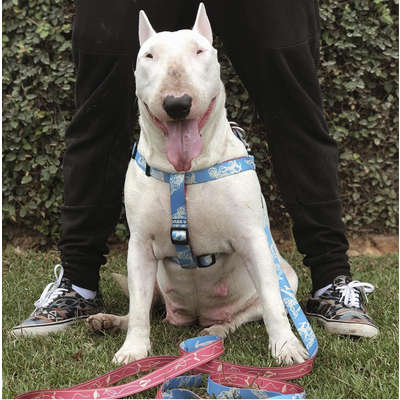 Peitoral Voos de Liberdade para Cães