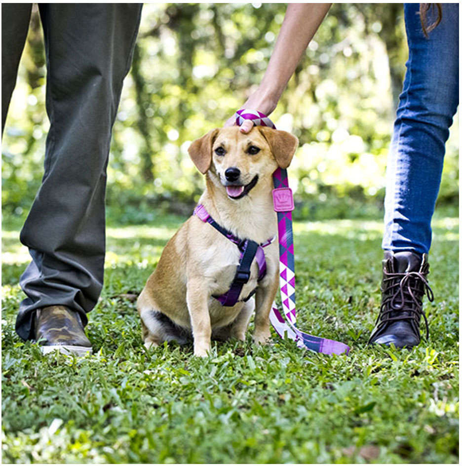 Guia William Piuí Pink para Cães - Tam. P/M