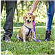 Guia William Piuí Pink para Cães