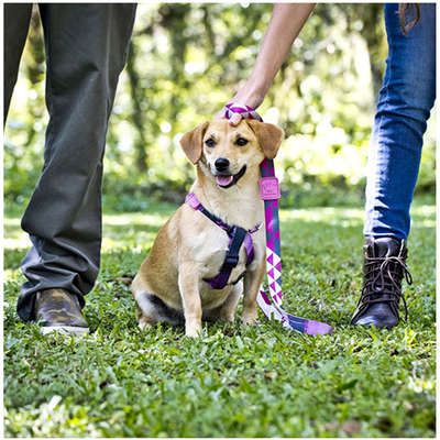 Guia William Piuí Pink para Cães