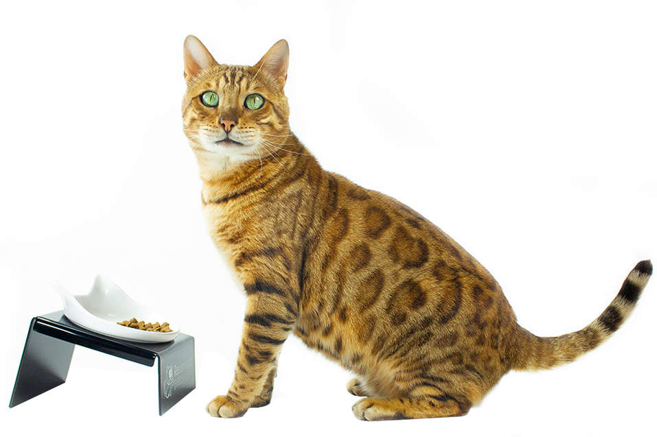 Comedouro CatMyPet Snack Cat - Preto