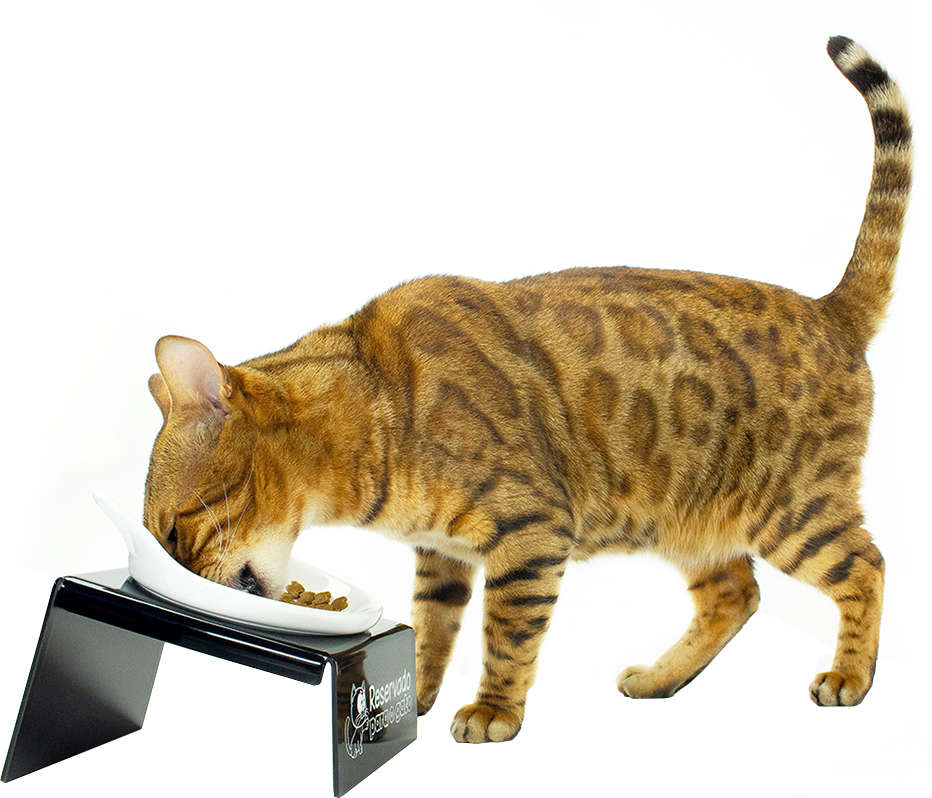 Comedouro CatMyPet Snack Cat - Preto