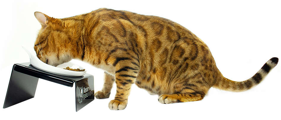 Comedouro CatMyPet Snack Cat - Preto