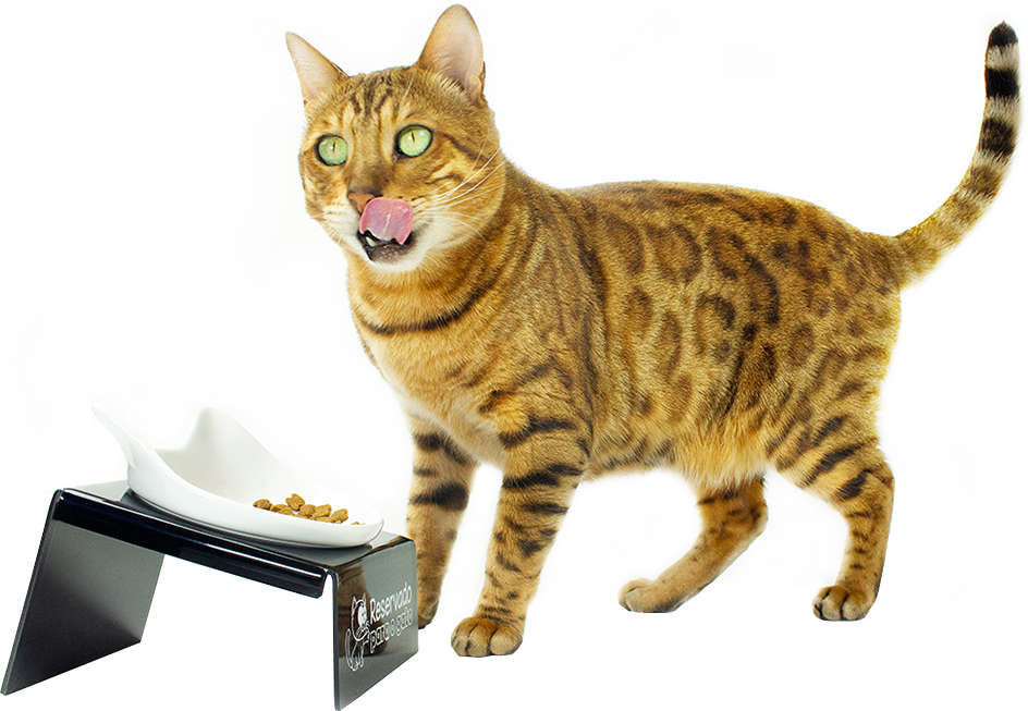 Comedouro CatMyPet Snack Cat - Preto