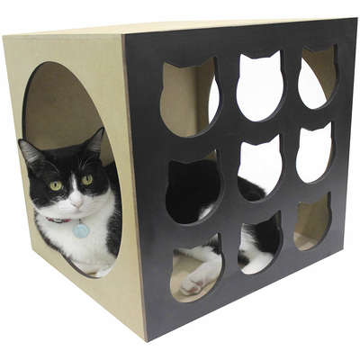 Nicho Carinha Preto para Gatos