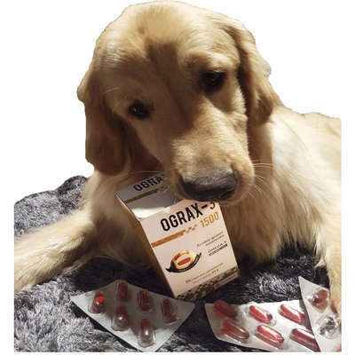 Suplemento Avert Ograx-3 1000 para Cães e Gatos