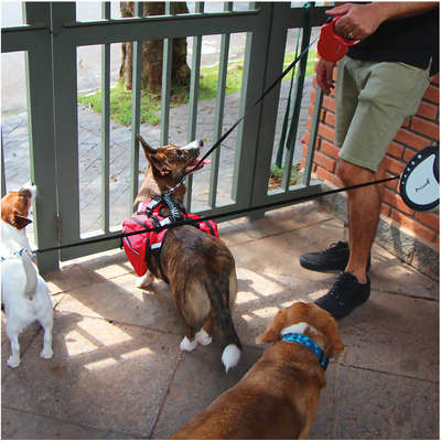 Guia Retrátil Safe Walk Emborrachada Vermelha para Cães