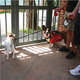 Guia Retrátil Safe Walk Emborrachada Vermelha para Cães
