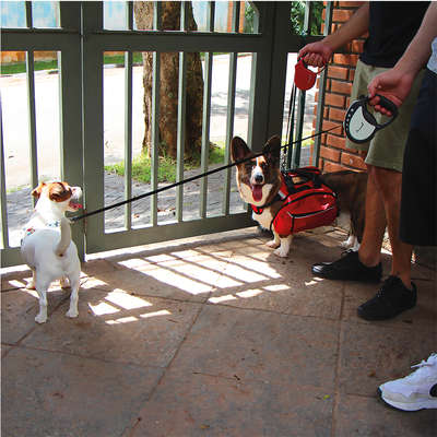 Guia Retrátil Safe Walk Emborrachada Vermelha para Cães