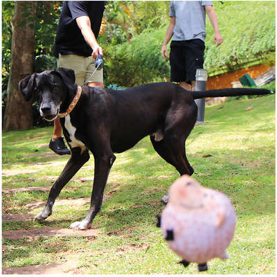 Guia Retrátil Smart Walk Sistema ABS Emborrachada Preta/Cinza para Cães