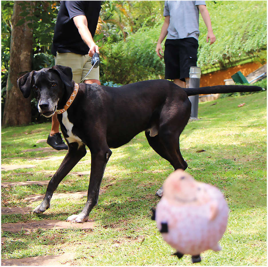 Brinquedo Pelúcia Amiguinhos Bolinha Plush Ovelha para Cães - Tam. Único
