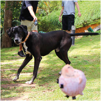 Brinquedo Pelúcia Amiguinhos Bolinha Plush Ovelha para Cães