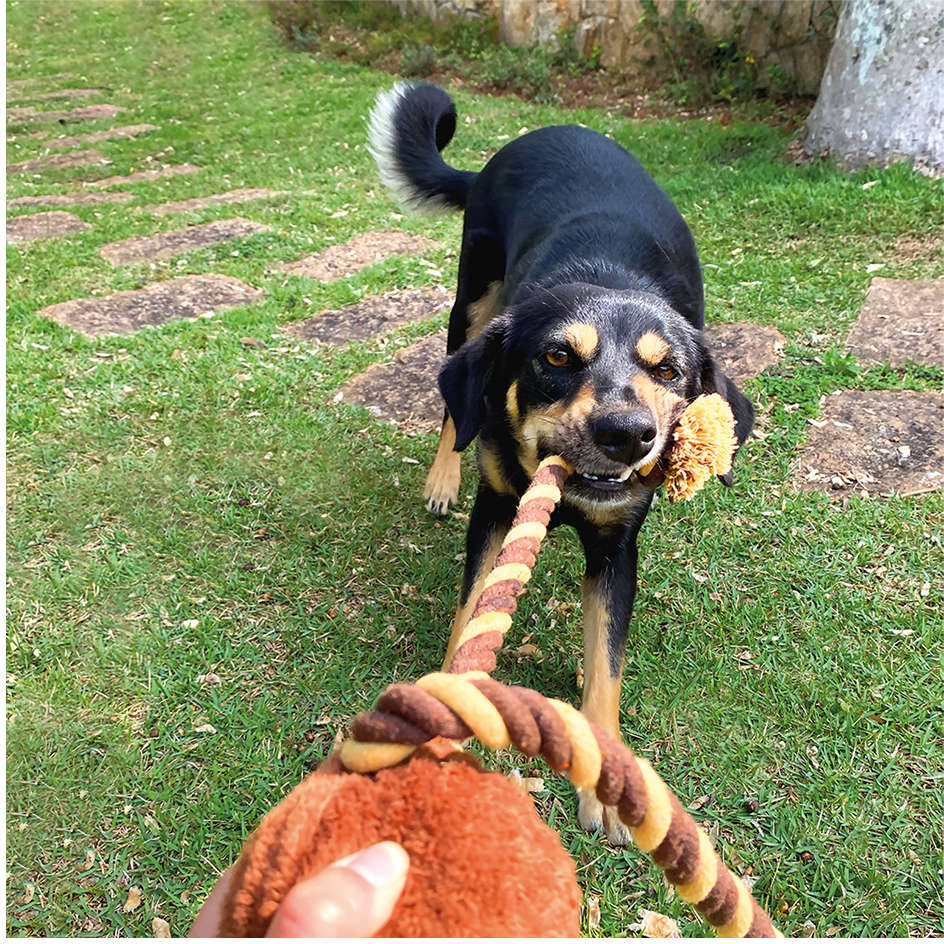 Brinquedo Pelúcia Amiguinhos Floppy Macaquinho Marcel para Cães - Tam. Único