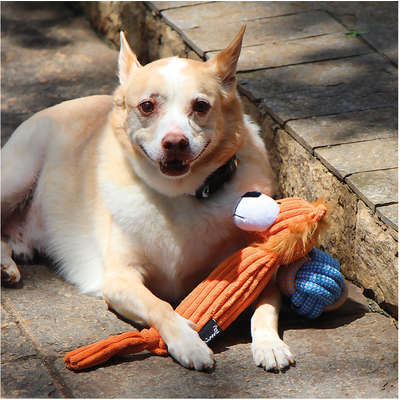 Brinquedo Pelúcia Mr. Lion para Cães