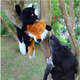 Brinquedo Pelúcia Raposa Foxy para Cães