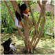 Brinquedo Pelúcia Raposa Foxy para Cães
