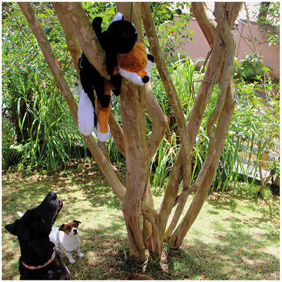 Brinquedo Pelúcia Raposa Foxy para Cães