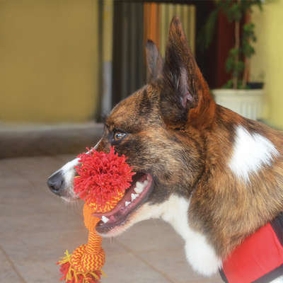 Brinquedo Corda com Mordedor para Cães
