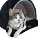 Toca My Dream Laranja para Cães e Gatos