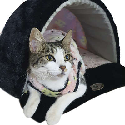 Toca My Dream Laranja para Cães e Gatos