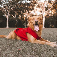 Casacao Moletom Vermelho para Cães e Gatos - Tam. 09