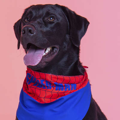 Bandana Piticas Homem Aranha