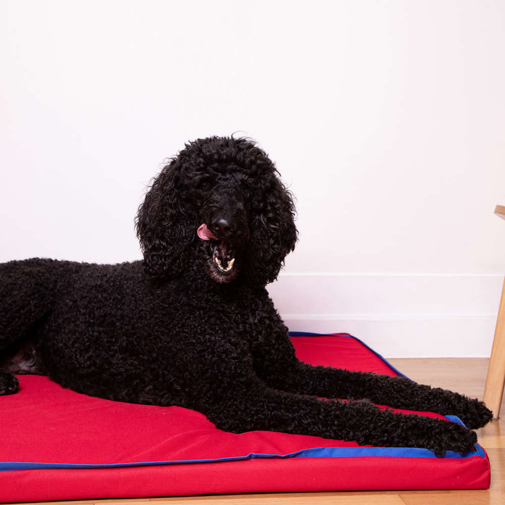 Colchonete Fábrica Pet Impermeável 5 cm Vermelho - Tam. P