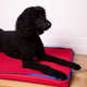 Colchonete Fábrica Pet Impermeável 5 cm Vermelho