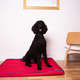 Colchonete Fábrica Pet Impermeável 5 cm Vermelho