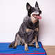 Colchonete Fábrica Pet Impermeável Azul