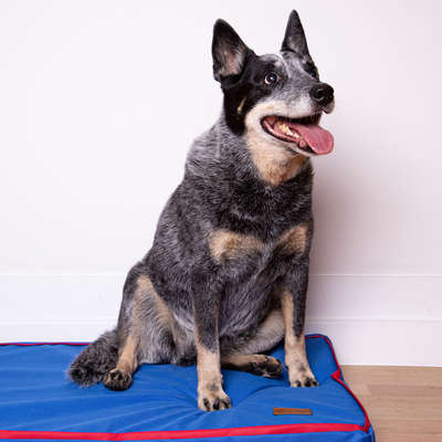 Colchonete Fábrica Pet Impermeável Azul