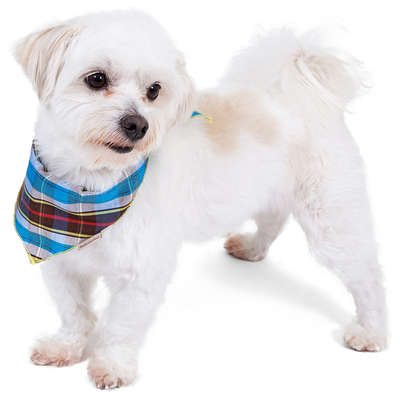 Bandana Pickorruchos Azul Xadrez