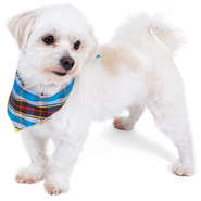 Bandana Pickorruchos Azul Xadrez - Tam. G