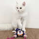 Brinquedo Mouse Bouncer Door para Gatos