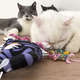 Brinquedo Mouse Bouncer Door para Gatos