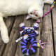 Brinquedo Mouse Bouncer Door para Gatos