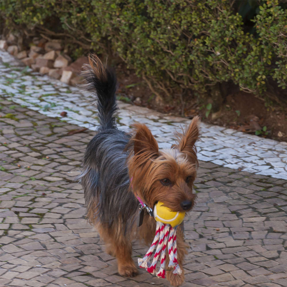 Brinquedo Bola Ultra Fanatic Ball para Cães - Tam. P