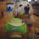 Brinquedo Bola Fetch Brilhante Max Glow para Cães