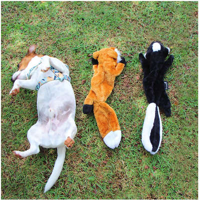 Brinquedo Pelúcia Esquilo Ted para Cães