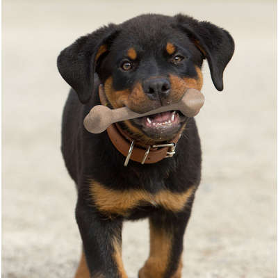 Brinquedo Osso de Bambu e Farelo de Madeira Sabor Maça para Cães