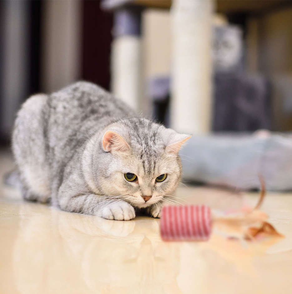 Brinquedo Cilindro com Peninha para Gatos - Tam. Único